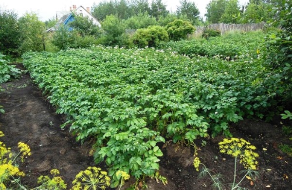 Правильна глибина посадки картоплі