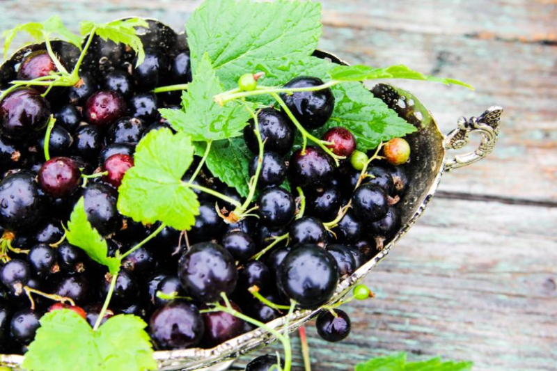 ТОП–13 лучших сортов черной смородины для Украины