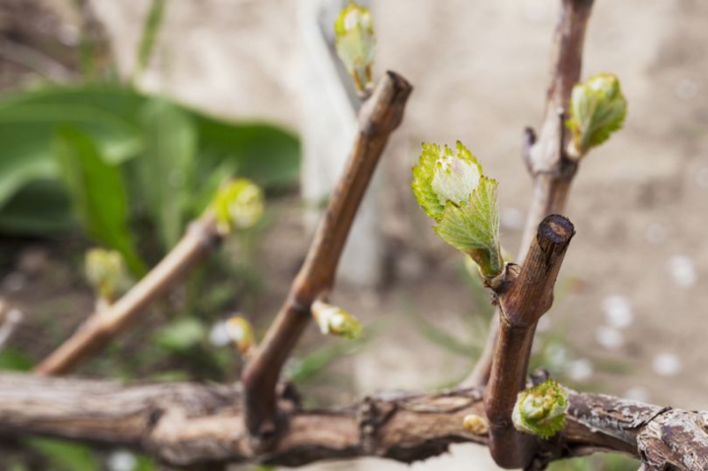 Азы виноградарства для новичков: все о весенней обрезке винограда