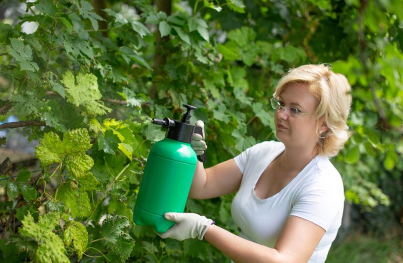 Обработка винограда от болезней: чем опрыскивать виноград весной