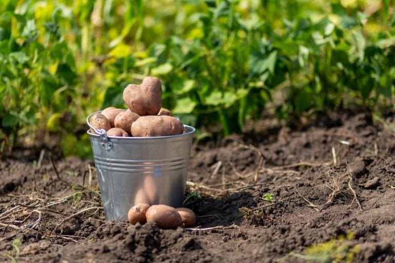 Що посадити після картоплі на наступний рік: вивчаємо сівозміну