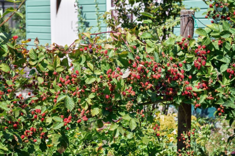 Выращивание ежевики на даче: особенности посадки и популярные сорта