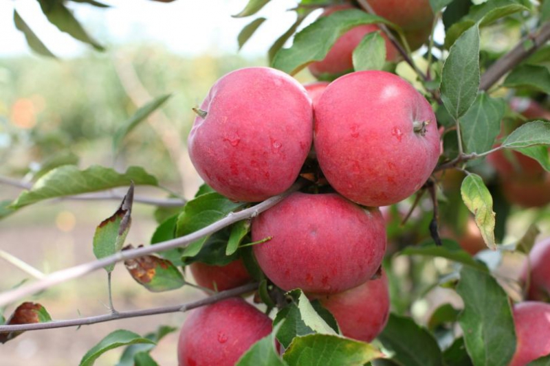 ТОП–5 сортов яблонь украинской селекции для вашего сада