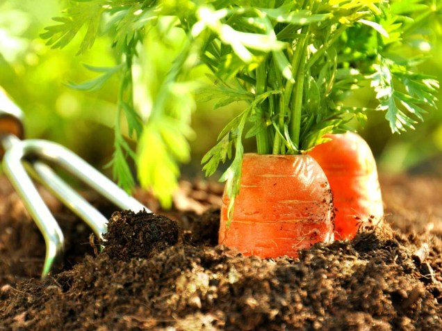 Як садити моркву навесні?
