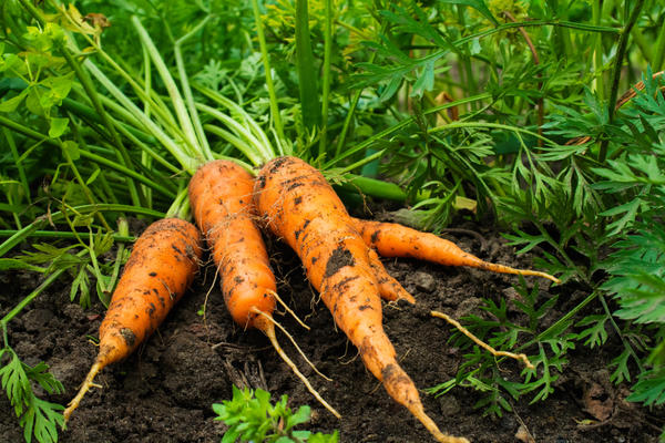 Як садити моркву навесні?