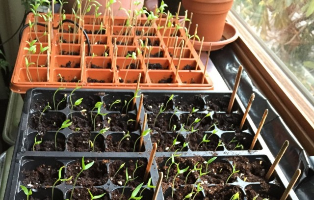 10 правил успішного вирощування розсади томатів в квартирі