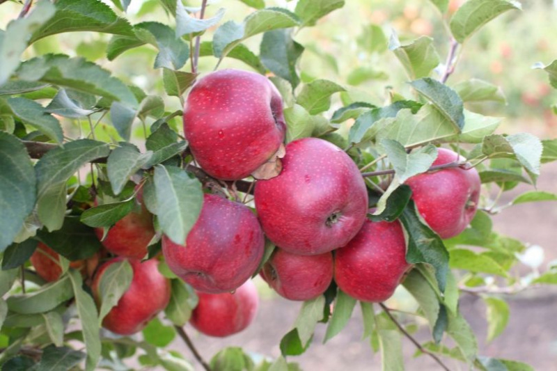 ТОП–5 сортов яблонь украинской селекции для вашего сада
