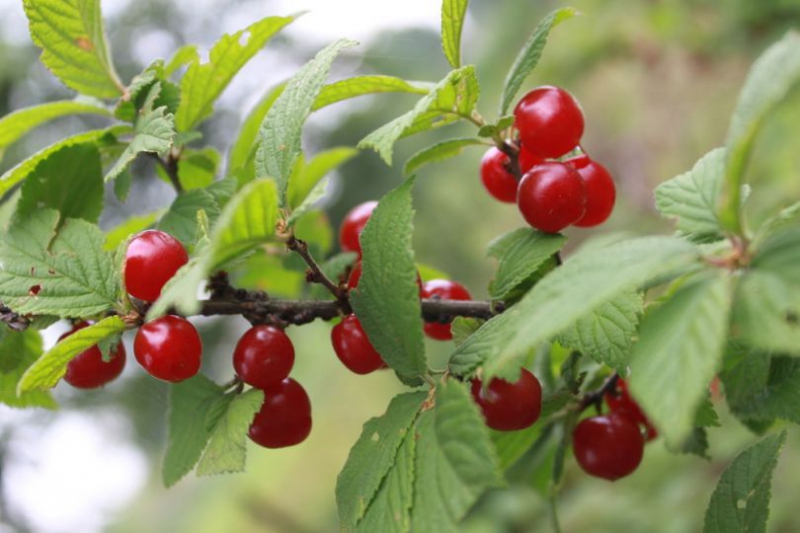 Повышаем урожайность вишни: весенняя и осенняя обрезка