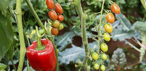 Змішані посадки: що посадити на одній грядці з помідорами