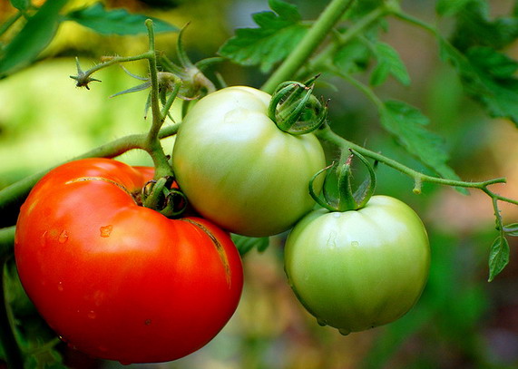 Як прискорити дозрівання томатів?
