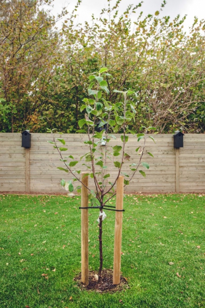 Дивный сад: посадка яблони весной и выбор сорта