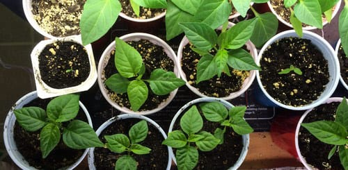 Як правильно вирощувати розсаду перцю в домашніх умовах?