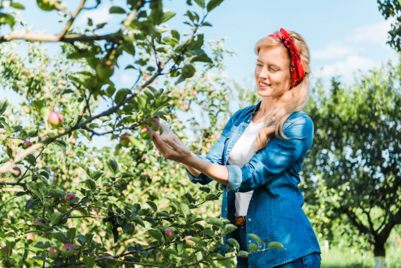 Дивный сад: посадка яблони весной и выбор сорта