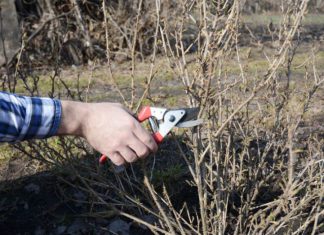 Правила вирощування, догляд та обрізка агрусу