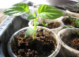 Чим краще підгодовувати розсаду перцю?