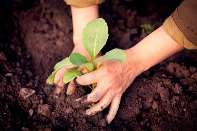 Что посадить на огороде в мае: 5 обязательных овощных культур