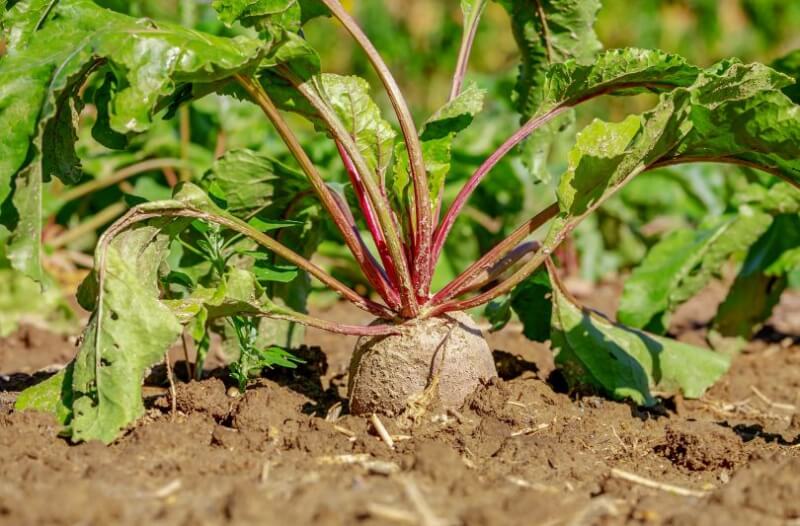 Что посадить на огороде в мае: 5 обязательных овощных культур