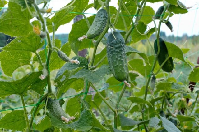 10 важливих правил вирощування огірків у відкритому грунті