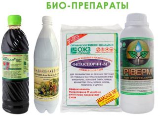 Весеннее опрыскивание деревьев без химии Весеннее опрыскивание деревьев без химии