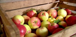 Як зберігати яблука