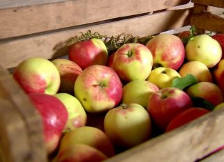 Як зберігати яблука