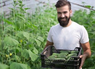 Як отримати хороший урожай огірків: 5 порад початківцям городникам