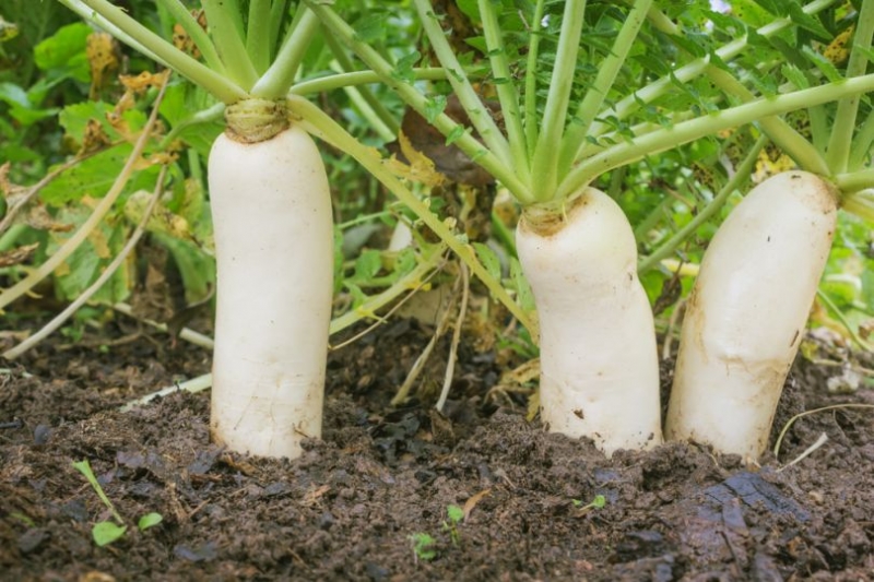 ТОП–5 овощных культур, которые стоит посадить в июле