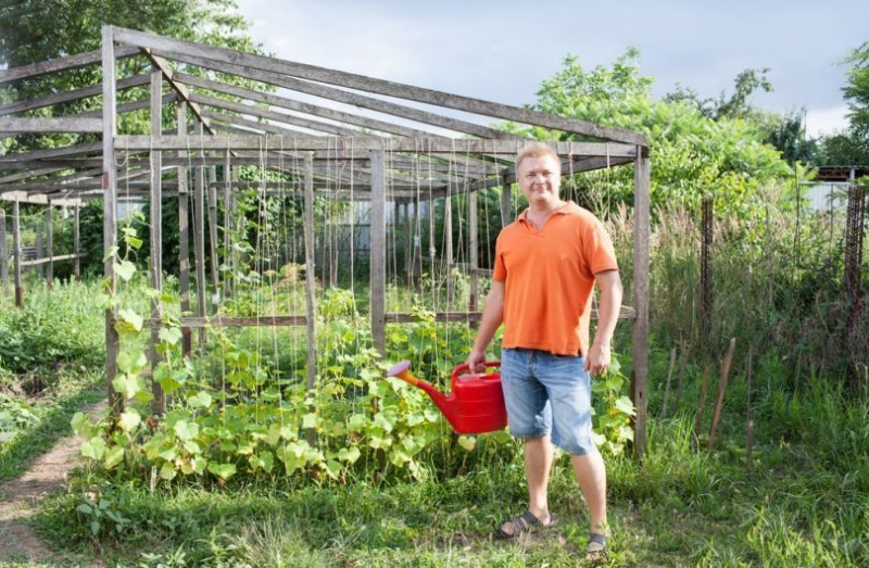 Как получить хороший урожай огурцов: 5 советов начинающим огородникам