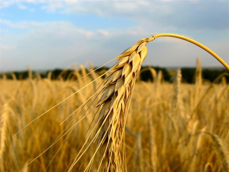 Как определить класс пшеницы