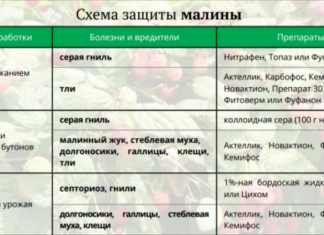 Коли і чим обробляти малину від шкідників навесні