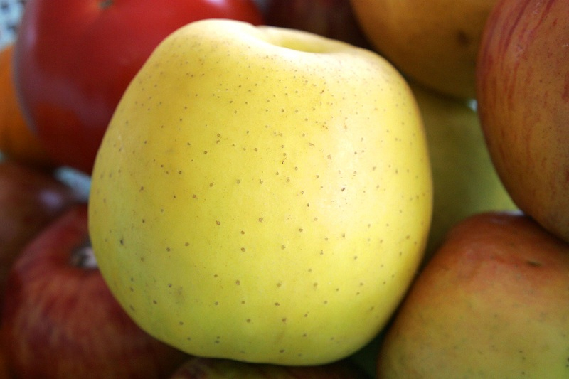 Яблука Голден: опис сорту і поради по вирощуванню