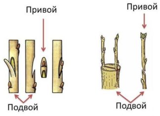 Як правильно робити щеплення яблуні навесні