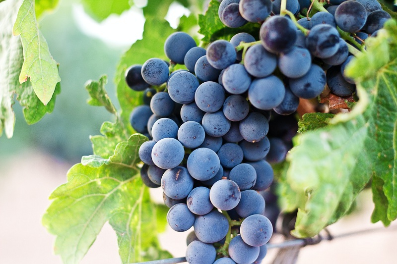 Як садити живці винограду: повна інструкція